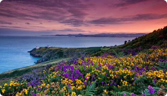 Colourful flowers on a hill