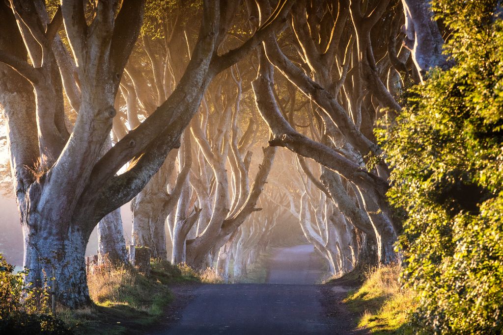 A road with winding trees along a path