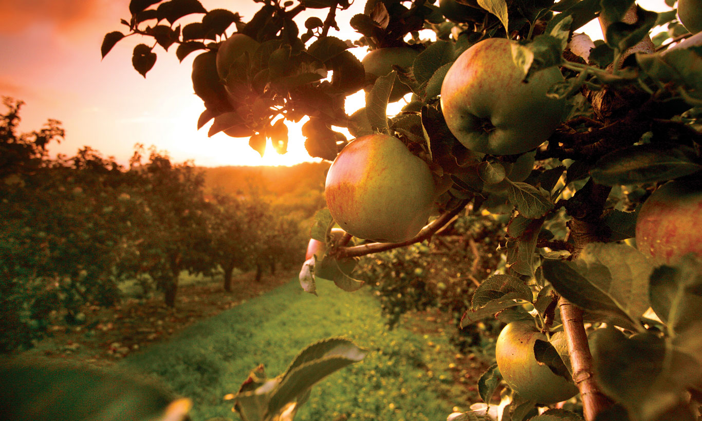 Sun shining over an apple orchard