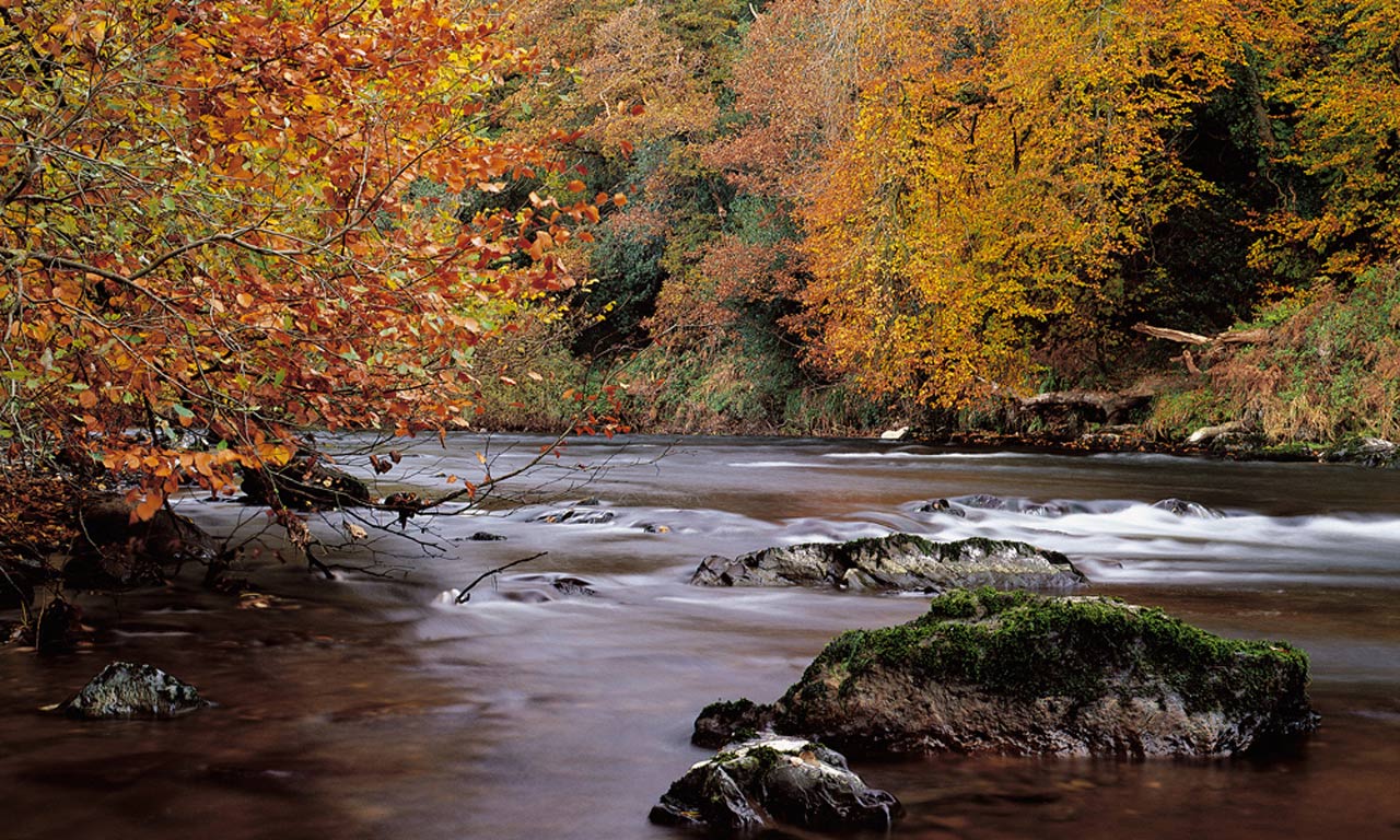 A riverbank surrounded by trees with autumn leaves
